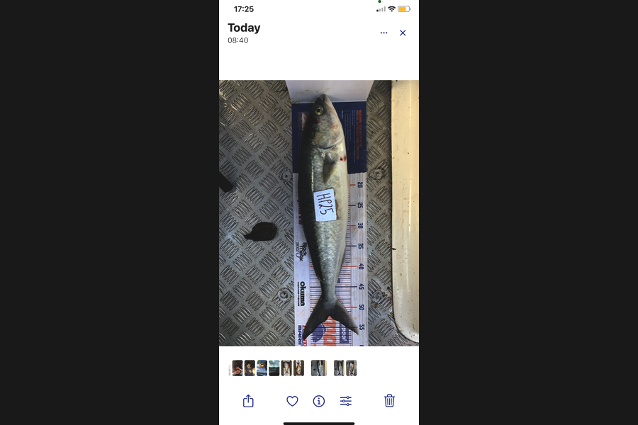 Matthew Spargo caught this 52cm Kahawai at Coromandel during The Export NZ Fishing Competition