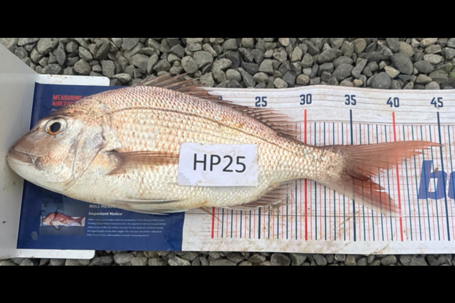 Steve Williams caught this 36.5cm Snapper at Nelson/Marlborough during The Export NZ Fishing Competition