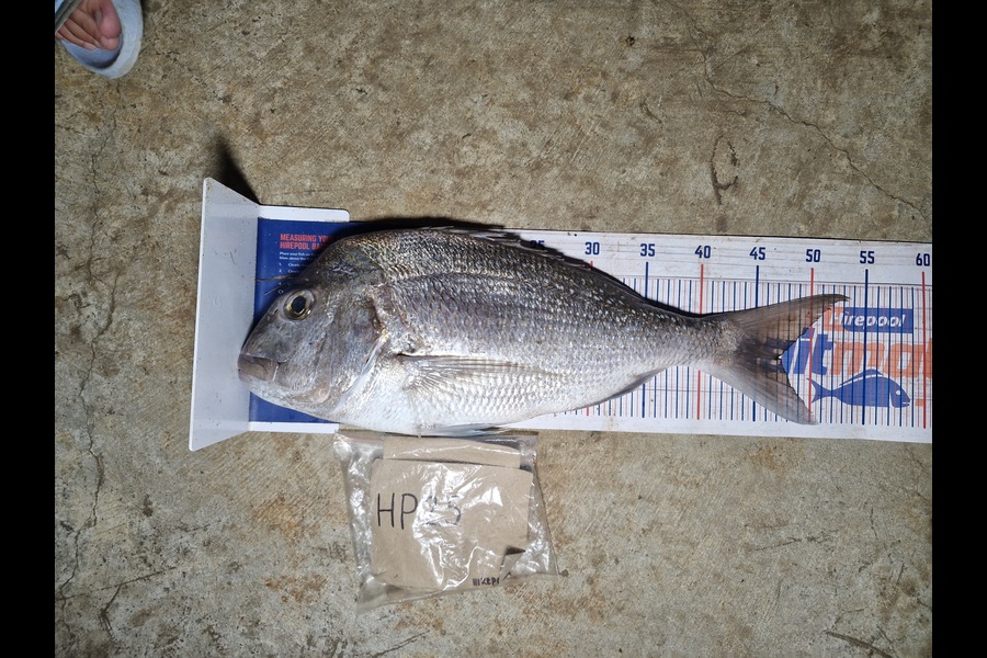 Craig Nelder caught this 47.0cm Snapper at Northland during The Export NZ Fishing Competition