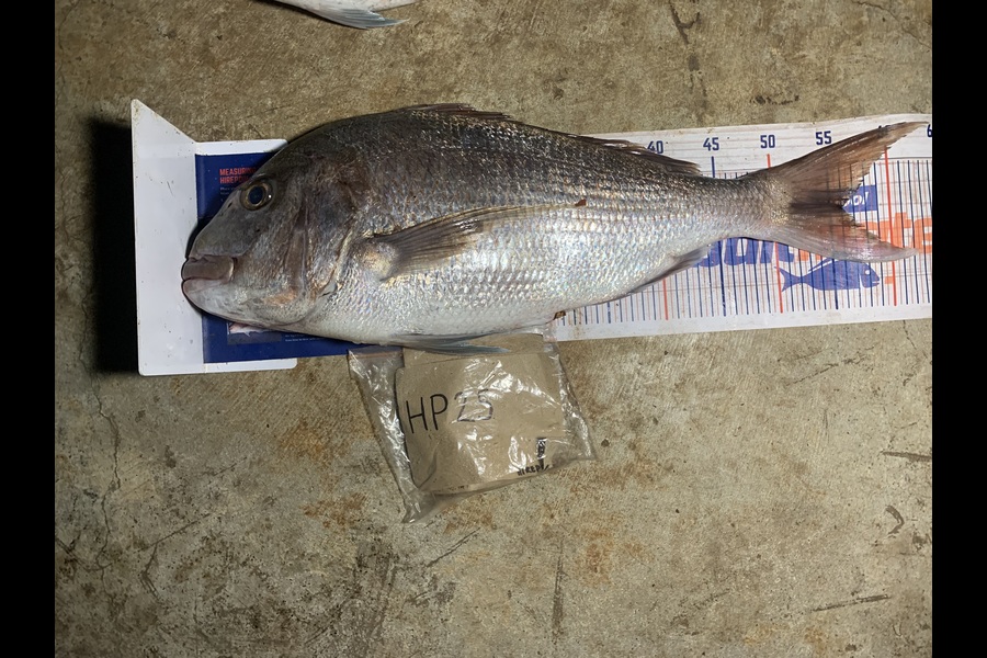 Rosie Phillips caught this 56.0cm Snapper at Northland during The Export NZ Fishing Competition