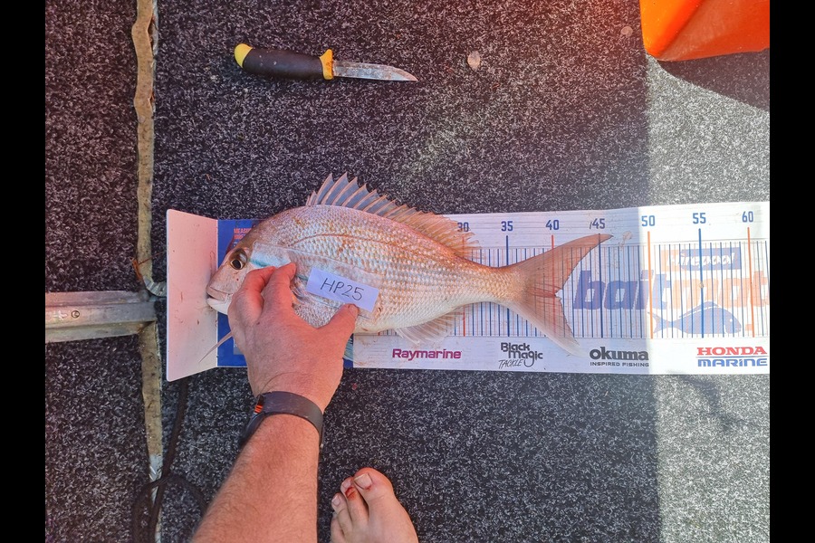 Alicia Jennings caught this 40.0cm Snapper at Auckland during The Export NZ Fishing Competition