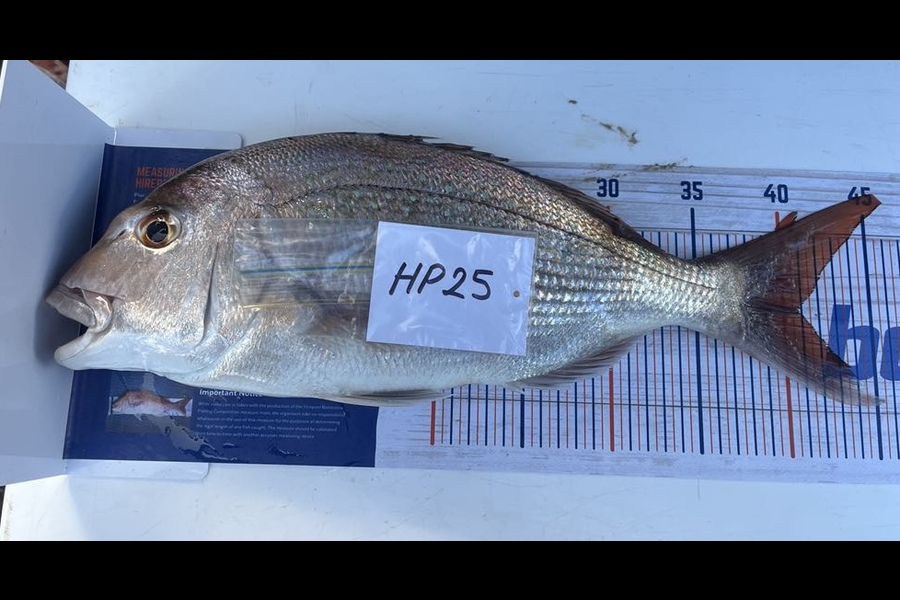 Mark Burns caught this 40.5cm Snapper at Auckland during The Export NZ Fishing Competition