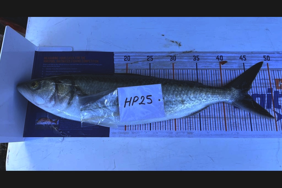 Jaxson Burns caught this 45.0cm Kahawai at Auckland during The Export NZ Fishing Competition