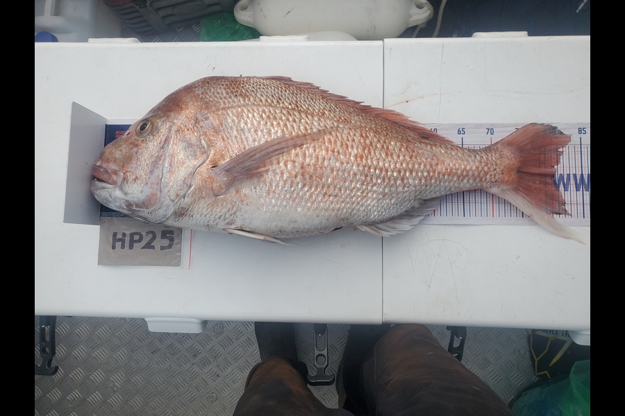 Mike Stephens caught this 80.5cm Snapper at Northland during The Export NZ Fishing Competition