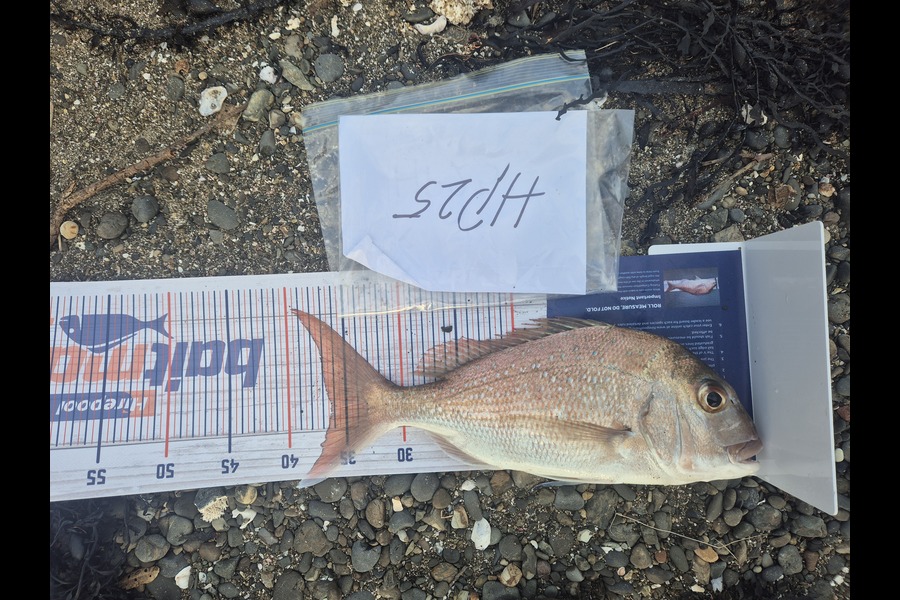 Quinn Barnes caught this 36.0cm Snapper at Northland during The Export NZ Fishing Competition