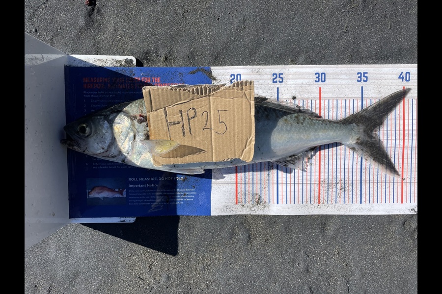 Aaron Huston caught this 36.0cm Kahawai at Taranaki during The Export NZ Fishing Competition