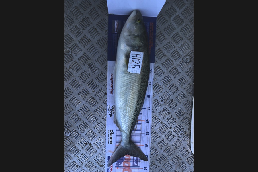 Matthew Spargo caught this 53.5cm Kahawai at Coromandel during The Export NZ Fishing Competition