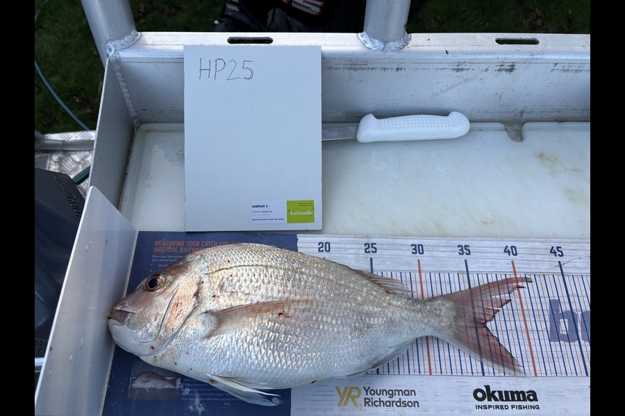 Tony Flowers caught this 36.0cm Snapper at Wellington during The Export NZ Fishing Competition