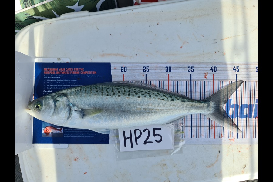 Manoah Tee Tee caught this 42.0cm Kahawai at Coromandel during The Export NZ Fishing Competition