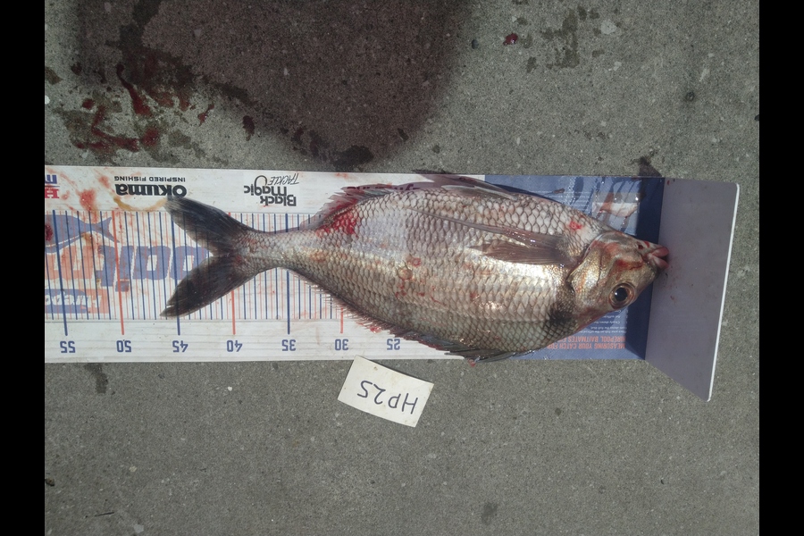 Steve  Brown  caught this 41.5cm Tarakihi at Wellington during The Export NZ Fishing Competition