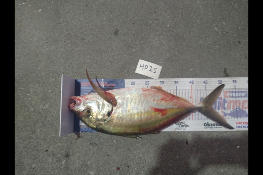 Steve  Brown  caught this 47.0cm Trevally at Wellington during The Export NZ Fishing Competition