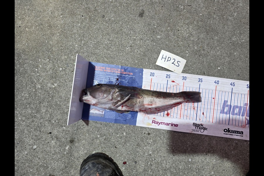David  Douglas  caught this 35.5cm Blue Cod at Wellington during The Export NZ Fishing Competition