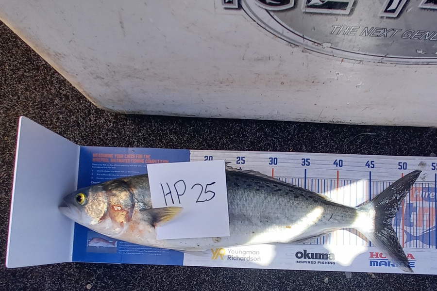 Sandra Dicker caught this 48.0cm Kahawai at Auckland during The Export NZ Fishing Competition