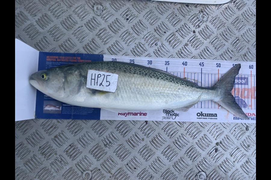 Luke Spargo caught this 53.5cm Kahawai at Coromandel during The Export NZ Fishing Competition