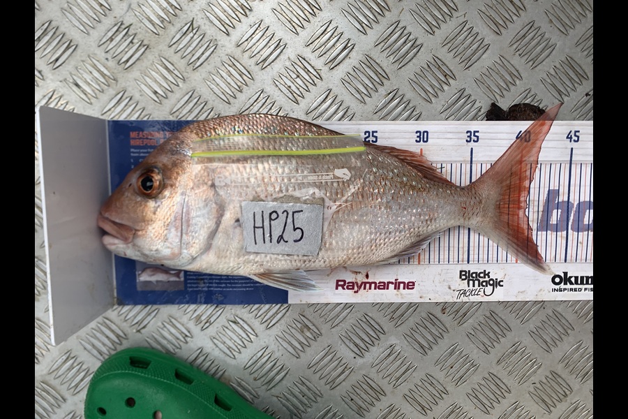 Heather Jones caught this 40.5cm Snapper at Coromandel during The Export NZ Fishing Competition