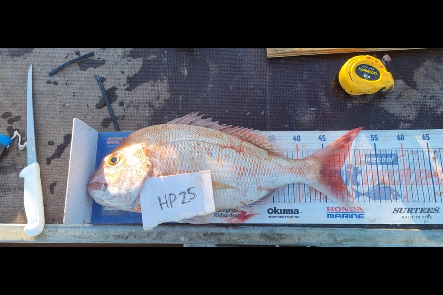 Gavin White caught this 47.5cm Snapper at Wellington during The Export NZ Fishing Competition
