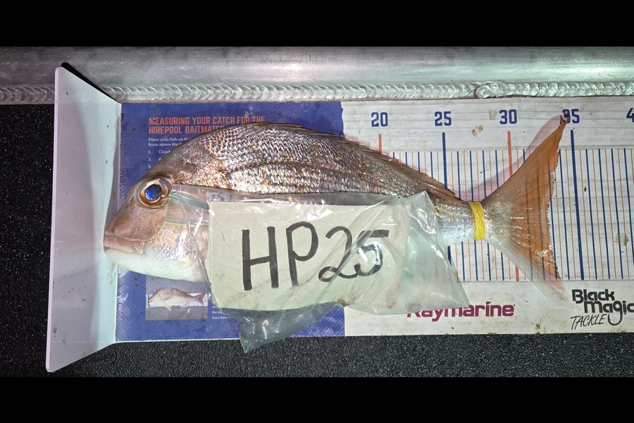 Tracey Beer caught this 32.5cm Snapper at Coromandel during The Export NZ Fishing Competition