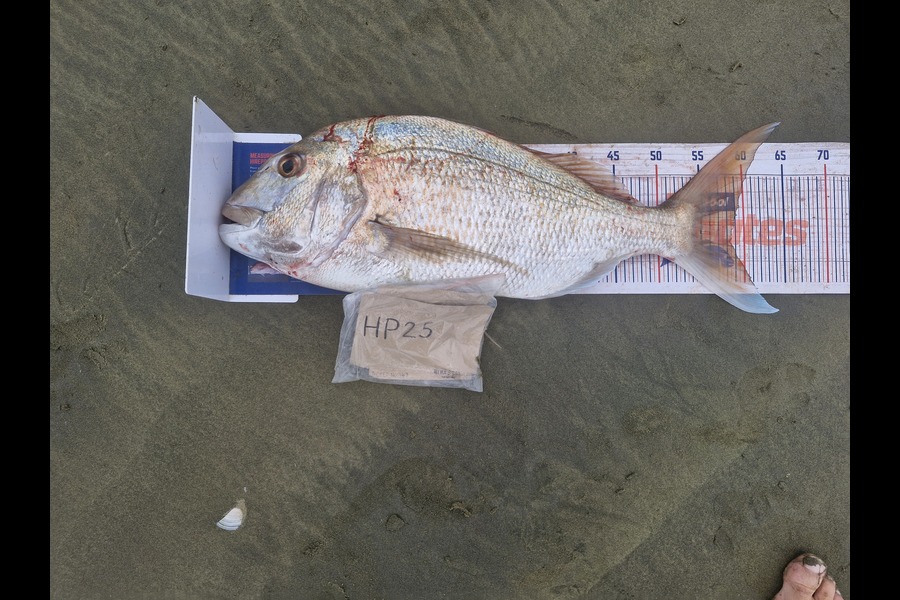Craig Nelder caught this 58.0cm Snapper at Northland during The Export NZ Fishing Competition