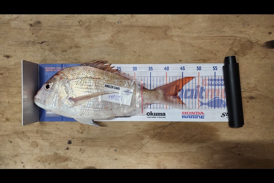 Myles Carson caught this 43.0cm Snapper at Wellington during The Export NZ Fishing Competition