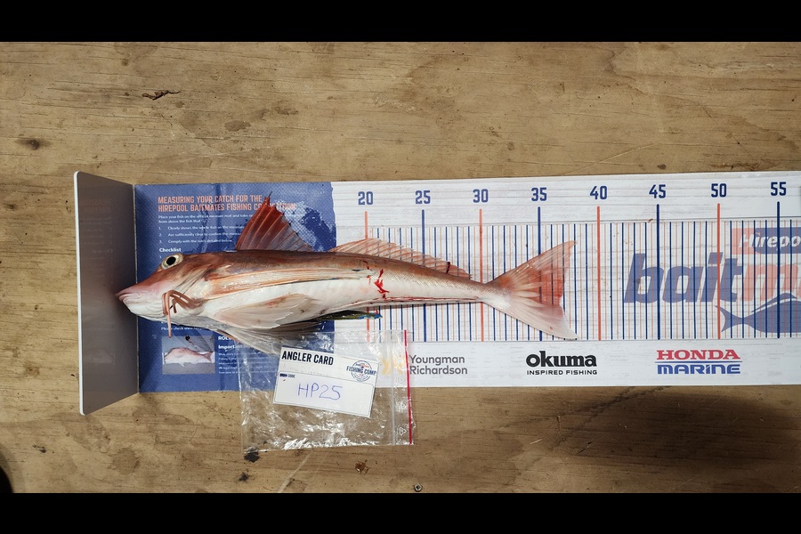 Myles Carson caught this 36.5cm Gurnard at Wellington during The Export NZ Fishing Competition