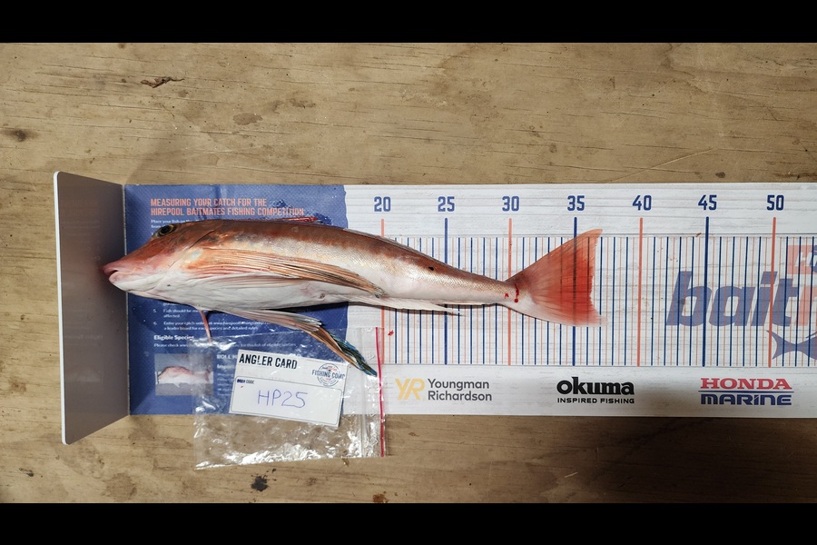 Carolyn Carson caught this 36.0cm Gurnard at Wellington during The Export NZ Fishing Competition