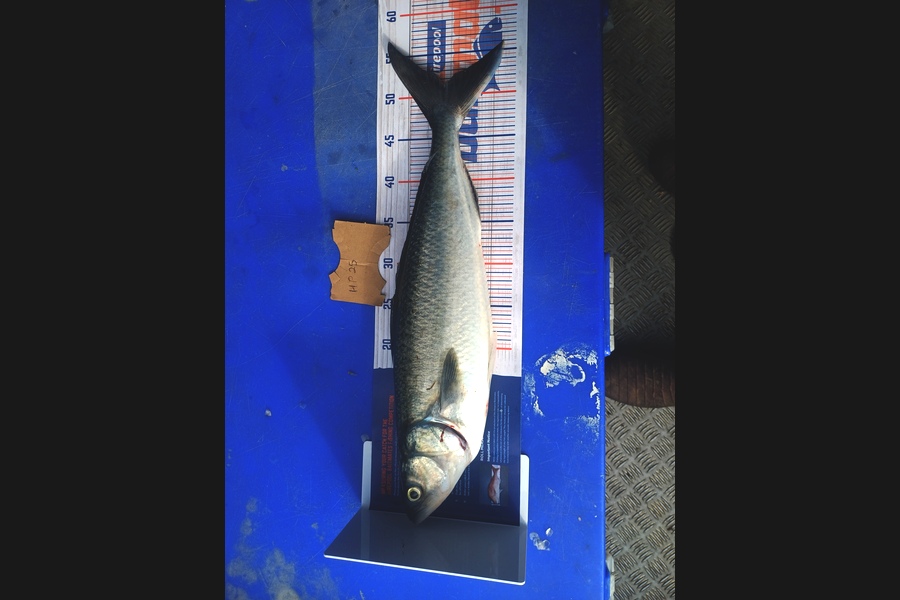 Rion Waitere caught this 51.5cm Kahawai at Coromandel during The Export NZ Fishing Competition