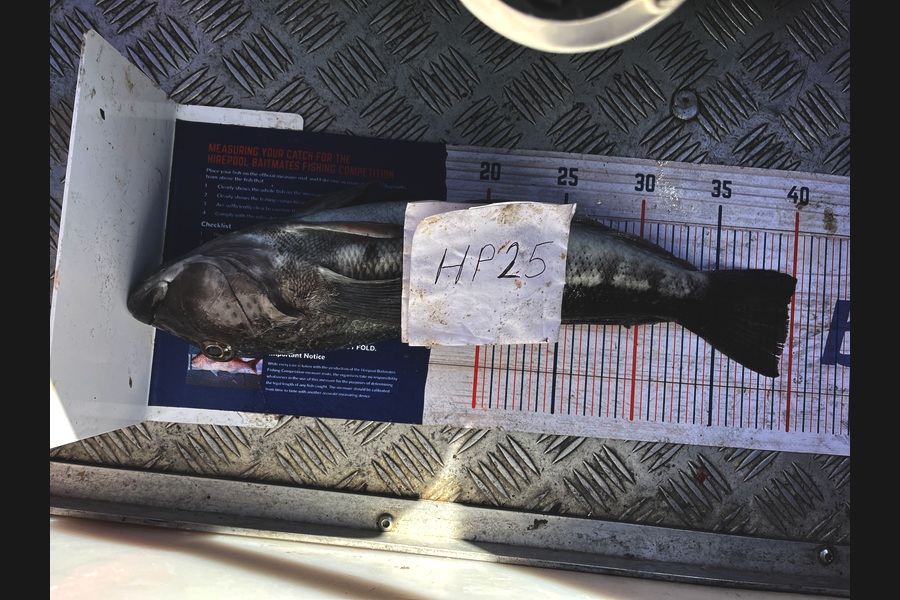 Jack Tilson caught this 39.5cm Blue Cod at Nelson/Marlborough during The Export NZ Fishing Competition