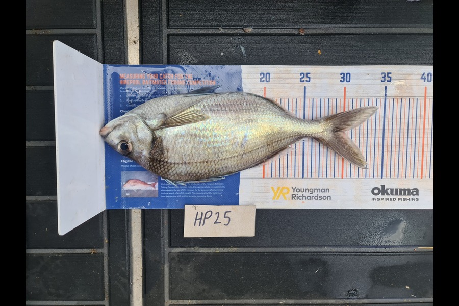 Scott Bassett caught this 30.0cm Tarakihi at Wellington during The Export NZ Fishing Competition