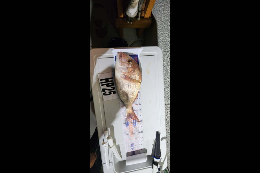 Richard Burt caught this 51.0cm Snapper at Manawatu during The Export NZ Fishing Competition