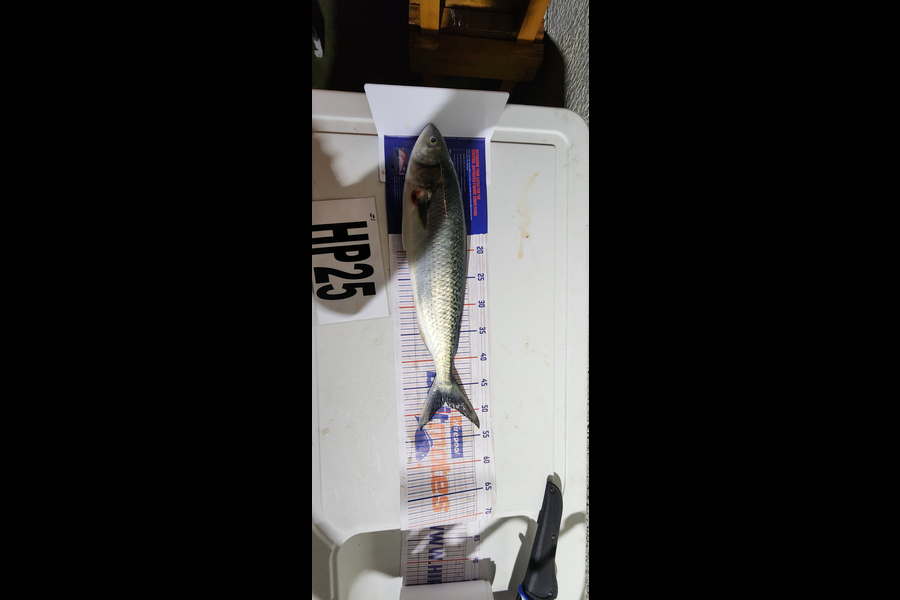 Richard Burt caught this 48.0cm Kahawai at Manawatu during The Export NZ Fishing Competition
