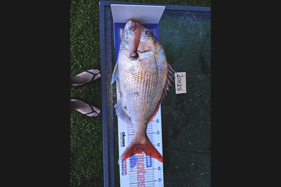 liam ball caught this 52.5cm Snapper at Nelson/Marlborough during The Export NZ Fishing Competition
