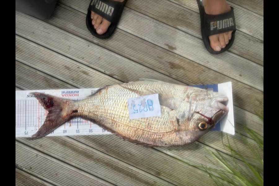 Spencer Warmington caught this 66cm Snapper at Northland during The Export NZ Fishing Competition