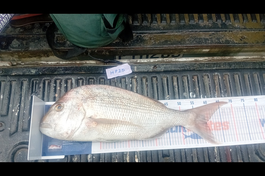 Jose Broughton caught this 59.5cm Snapper at Northland during The Export NZ Fishing Competition