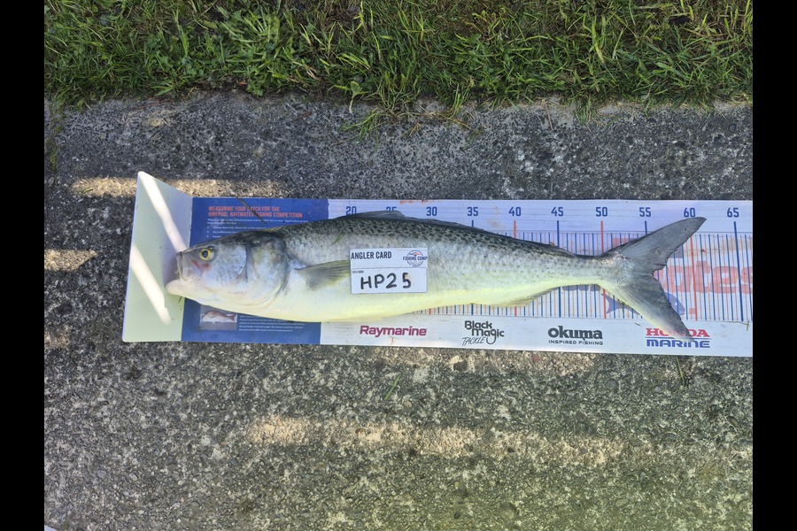 Cameron Rosson caught this 55.0cm Kahawai at Wellington during The Export NZ Fishing Competition