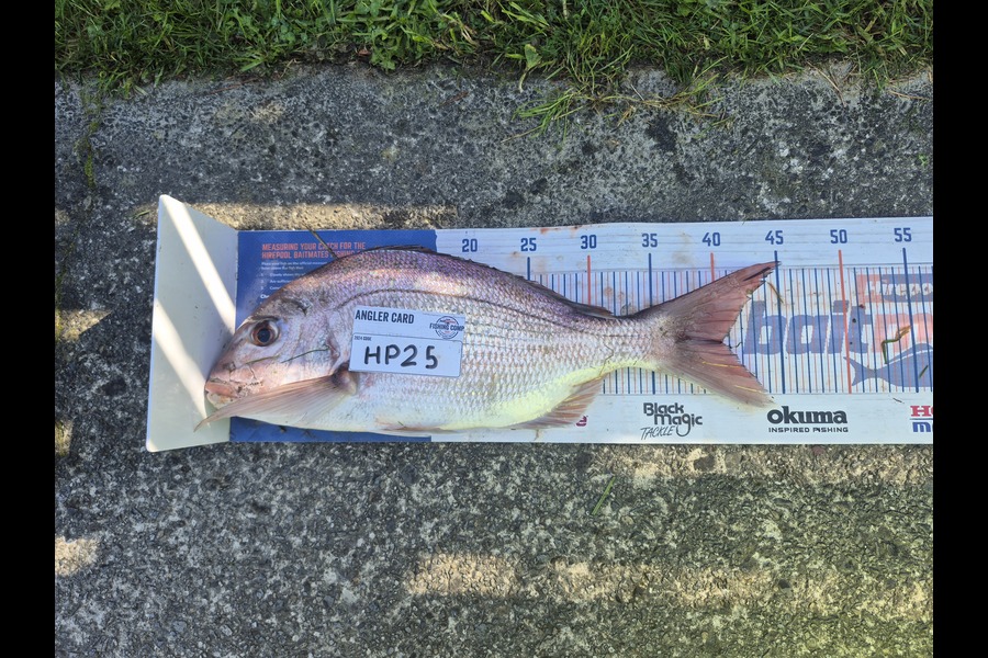 Cameron Rosson caught this 40.0cm Snapper at Wellington during The Export NZ Fishing Competition