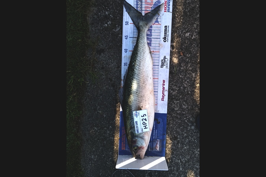 Cooper Rosson caught this 53.0cm Kahawai at Wellington during The Export NZ Fishing Competition