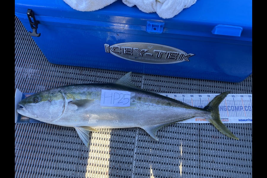 Chey Wirepa caught this 114.0cm Kingfish at Nelson/Marlborough during The Export NZ Fishing Competition