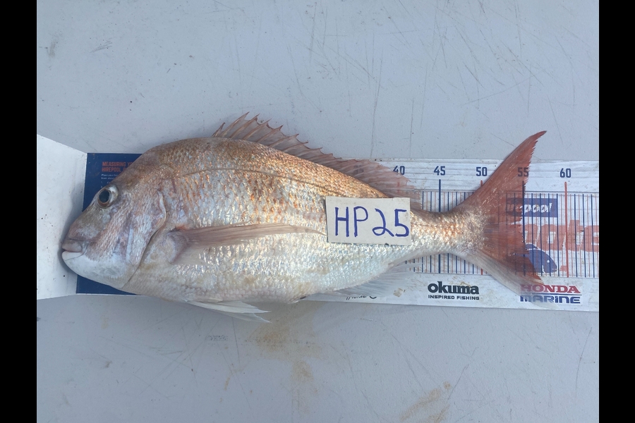 Andrew Russell caught this 55.0cm Snapper at Manawatu during The Export NZ Fishing Competition