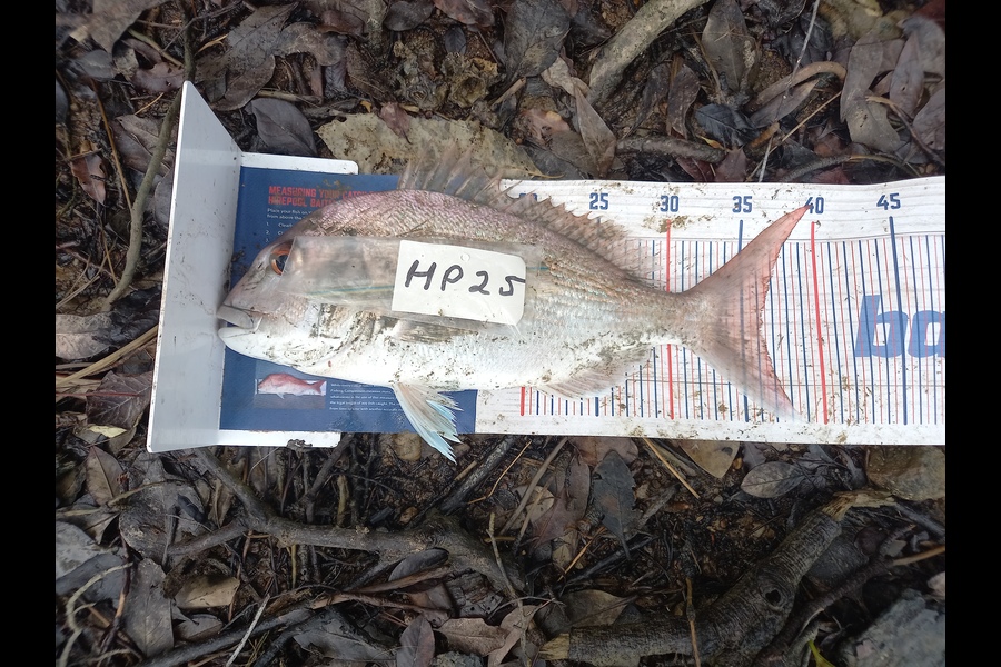 Gary Mulder caught this 36.0cm Snapper at Auckland during The Export NZ Fishing Competition