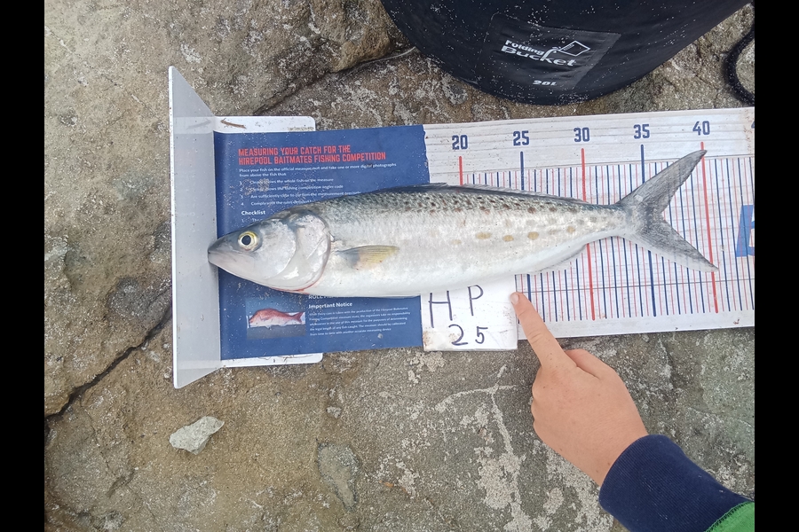 Phill Saunders caught this 36.0cm Kahawai at Coromandel during The Export NZ Fishing Competition