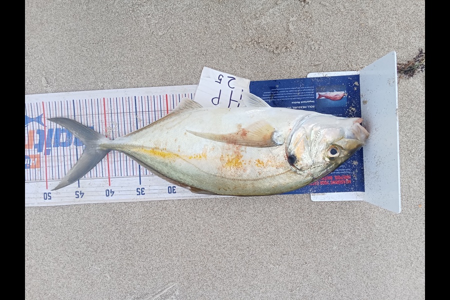 Phill Saunders caught this 43.5cm Trevally at Coromandel during The Export NZ Fishing Competition