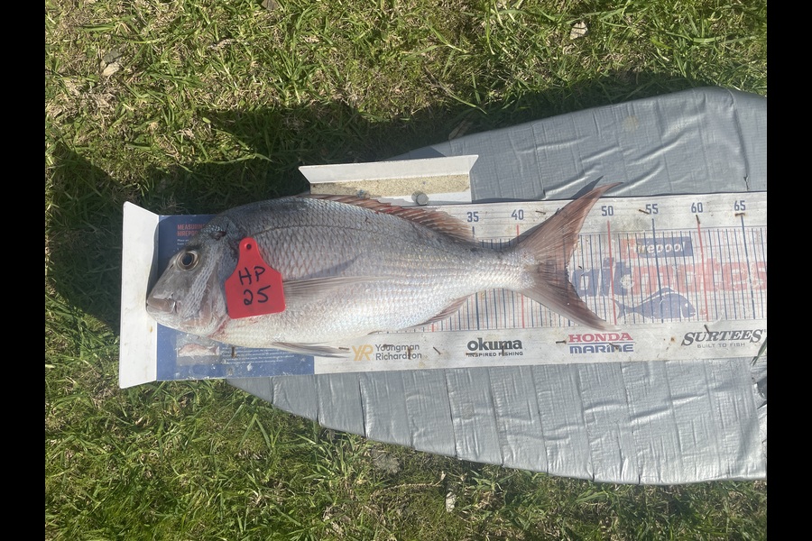 Graeme Duncan caught this 45.0cm Snapper at Bay of Plenty during The Export NZ Fishing Competition