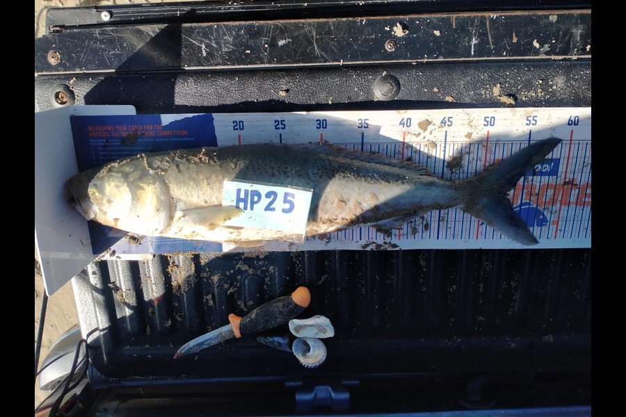 Christian Tewhaiti caught this 53.0cm Kahawai at Hawkes Bay during The Export NZ Fishing Competition