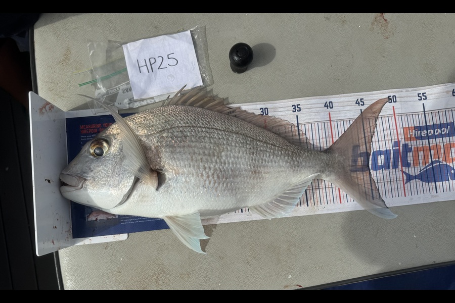 Shaun Russell caught this 45.0cm Snapper at Northland during The Export NZ Fishing Competition
