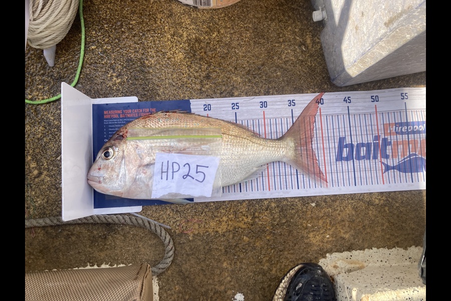 Anthony Murray caught this 38.0cm Snapper at Wellington during The Export NZ Fishing Competition