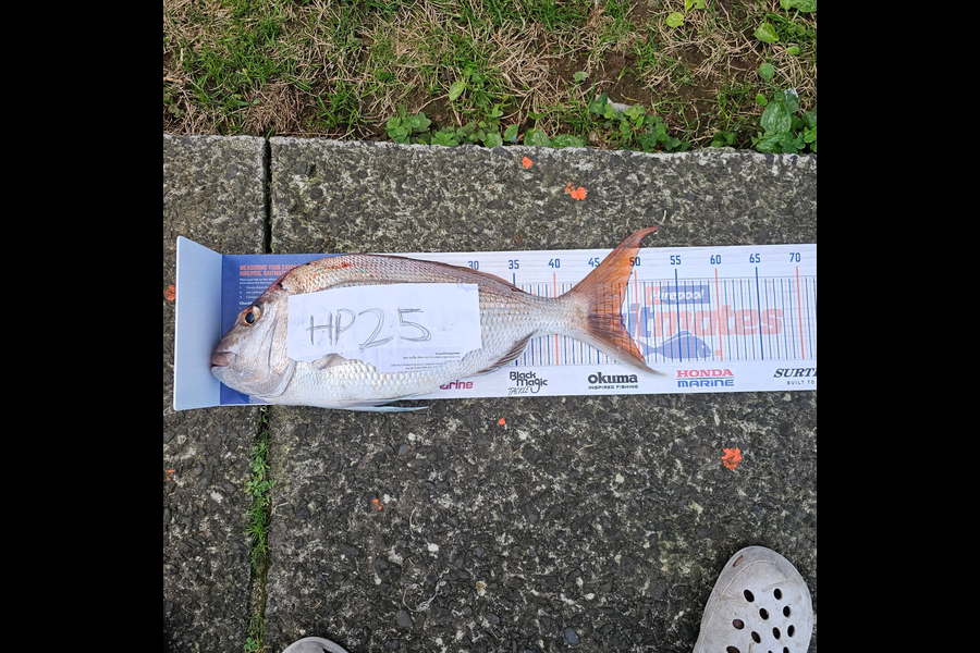 Tamaiti Kani caught this 48.0cm Snapper at Coromandel during The Export NZ Fishing Competition