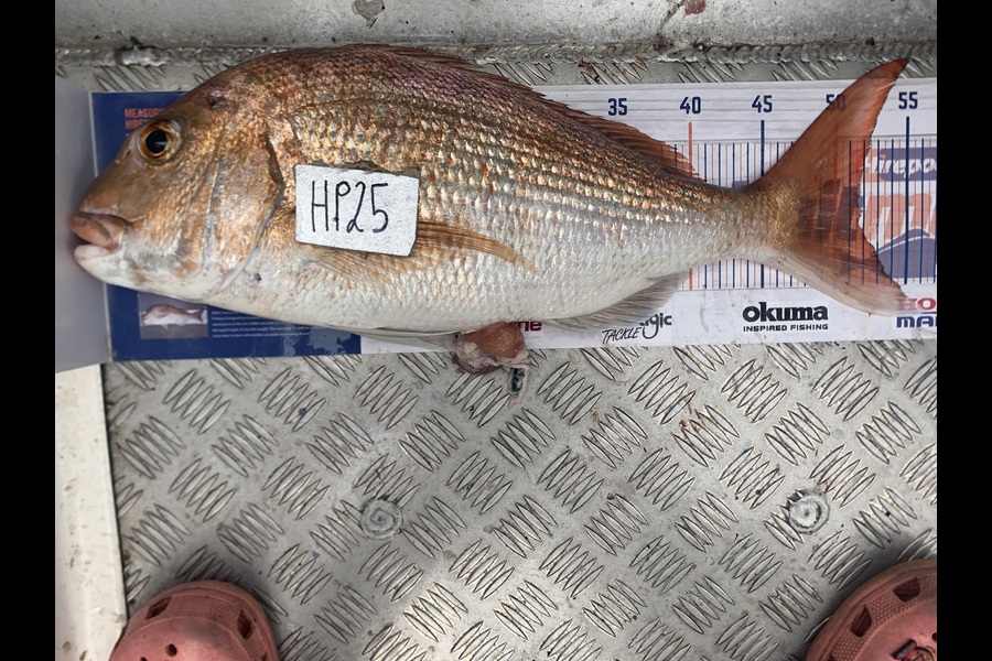 Luke Spargo caught this 51.5cm Snapper at Coromandel during The Export NZ Fishing Competition