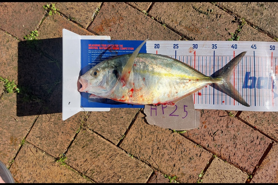 Andrew Wooster caught this 41.0cm Trevally at Wellington during The Export NZ Fishing Competition