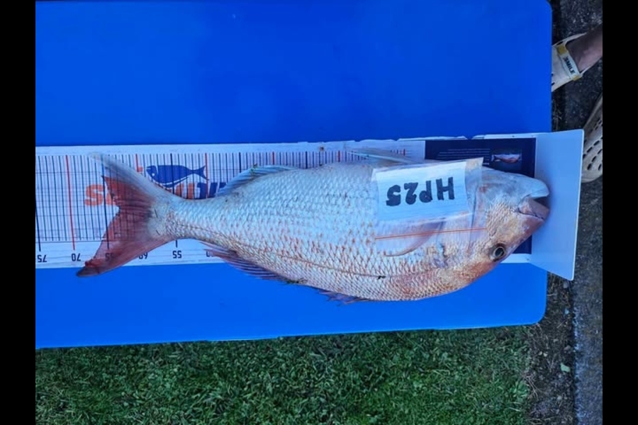 Ian Rouse caught this 63.0cm Snapper at Hawkes Bay during The Export NZ Fishing Competition