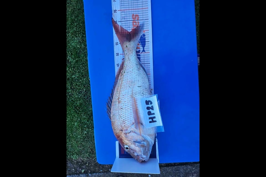 Daryl Lincoln caught this 59.5cm Snapper at Hawkes Bay during The Export NZ Fishing Competition